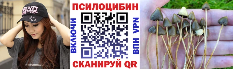Псилоцибиновые грибы Psilocybine cubensis  Усть-Джегута 